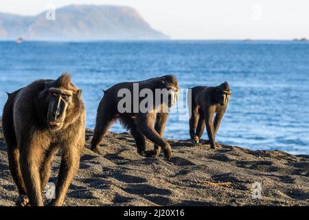 Sulawesi schwarze Makaken (Macaca nigra) Männchen, die bei Ebbe am exponierten Strand auf Nahrungssuche gehen. Tangkoko-Nationalpark, Sulawesi, Indonesien. Stockfoto