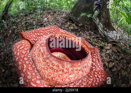 Die Rafflesia Blume (Rafflesia keithii) wächst aus der Tetrastigma-Rebe auf dem Boden des Regenwaldes. Untere Hänge des Mt Kinabalu, Sabah, Borneo. Stockfoto