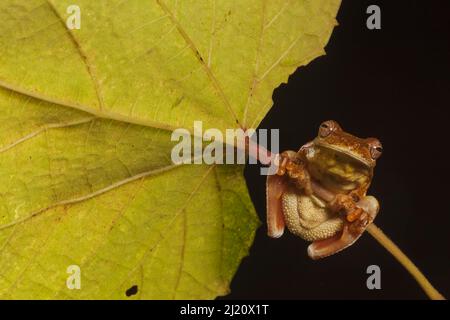 Mahagoni-Baumfrosch (Tlalocohyla loquax), der auf dem Blattstiel klammert, Blick von unten. Biologische Station Las Guacamayas, Laguna del Tigre Nationalpark, El Stockfoto