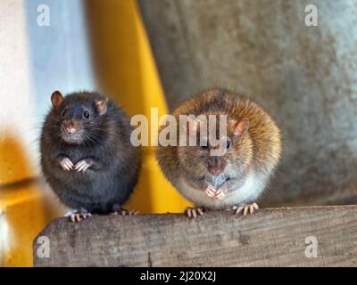 Zwei braune Ratten (Rattus norvegicus) Farbvariationen im Farmstall Stockfoto