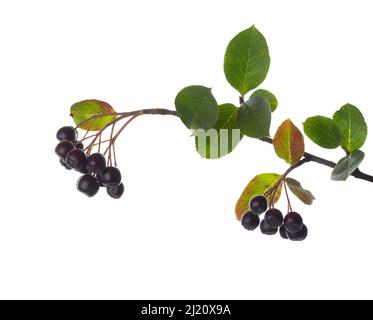 Zweig mit reifen Beeren von Aronia Melanocarpa (Schwarze Johannisbeere) isoliert auf weißem Hintergrund. Stockfoto