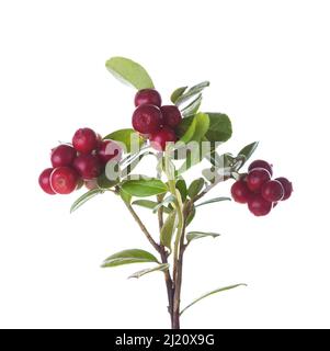 Zweige mit reifen Cowberry-Beeren isoliert auf weißem Hintergrund. Selektiver Fokus. Stockfoto