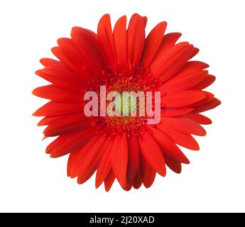 Rote Gerbera Blumen auf weißem Hintergrund. Stockfoto