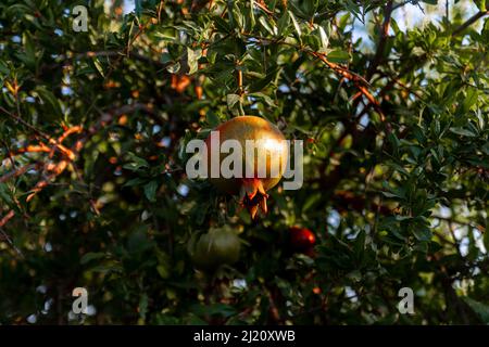 Reife Granatapfelfrüchte hängen an einem Baumzweig im Garten. Licht bei Sonnenuntergang. Weicher, selektiver Fokus Stockfoto