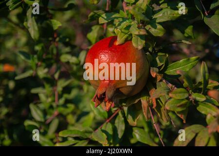 Reife Granatapfelfrüchte hängen an einem Baumzweig im Garten. Licht bei Sonnenuntergang. Weicher, selektiver Fokus Stockfoto