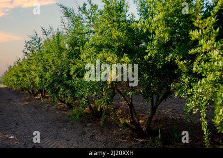 Reife Granatapfelfrüchte auf den Ästen von Bäumen im Garten.Reihen von Granatapfelbäumen mit reifen Früchten auf den Zweigen im Garten. Stockfoto