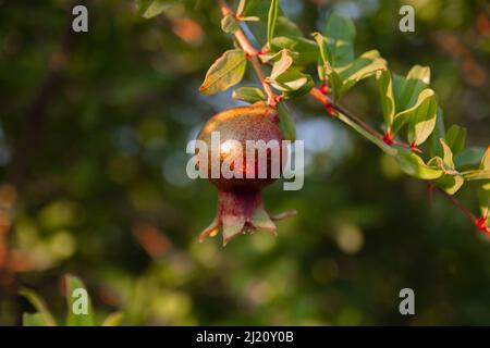 Reife Granatapfelfrüchte hängen an einem Baumzweig im Garten. Licht bei Sonnenuntergang. Weicher, selektiver Fokus Stockfoto