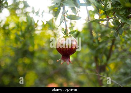 Reife Granatapfelfrüchte hängen an einem Baumzweig im Garten. Licht bei Sonnenuntergang. Weicher, selektiver Fokus Stockfoto