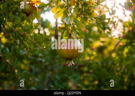 Reife Granatapfelfrüchte hängen an einem Baumzweig im Garten. Licht bei Sonnenuntergang. Weicher, selektiver Fokus Stockfoto