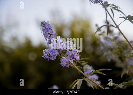 Nahaufnahme der schönen Sommerblüte Buddleia oder der purpurnen Buddleja-Blüten, auch bekannt als Schmetterlingsbusch Stockfoto