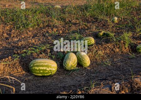 Landwirtschaft Wassermelone Feld große Frucht Wassermelone, Grüne Wassermelone wächst im Garten Stockfoto