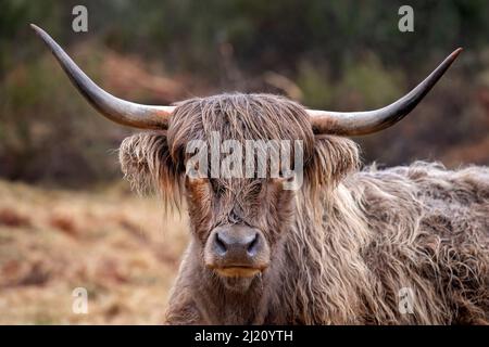 Highland-Kuhportrait auf einem Feld, Nahaufnahme in Schottland Stockfoto