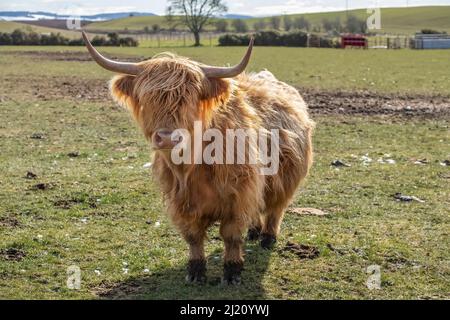 Highland-Kuh auf einem Feld, Nahaufnahme in Schottland Stockfoto