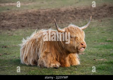 Highland-Kuh, die auf einem Feld sitzt, aus der Nähe in Schottland Stockfoto
