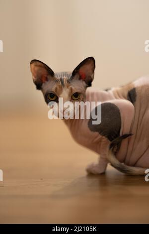Eine vertikale Aufnahme einer Sphynx-Katze in Innenräumen Stockfoto