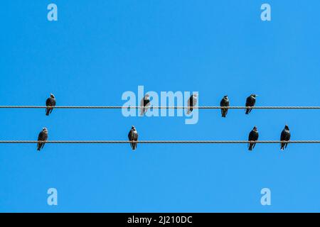 Starling Vögel thronten auf einem Telefon oder einer Stromleitung gegen einen blauen Himmel in Südafrika Stockfoto