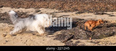 Eine Bobtail läuft nach einem Welpen König Charles, lustige Hunde Stockfoto