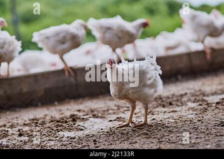 Gibt es etwas, das ihr mir sagen müsst? Aufnahme einer Hühnerherde, die in einem Lagerhaus auf einem Bauernhof herumläuft. Stockfoto