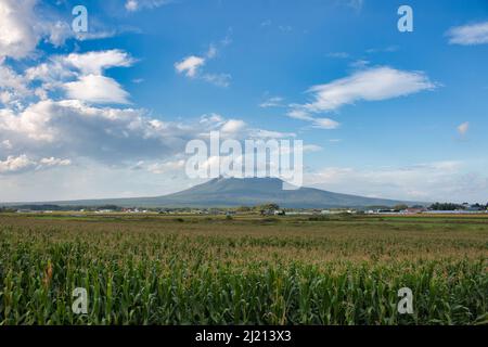 Ein großes Kornfeld mit aktivem Vulkan in der Ferne Stockfoto