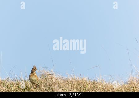 Eine einzelne eurasische Skylark, die sich am Hang unter den Gräsern auf Cleeve Hill, Cheltenham, Gloucestershire umschaut Stockfoto