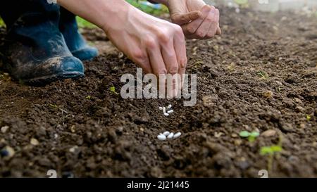 Kaukasische weibliche Hände säen Saatkörner im Freien, in den Boden zerkratzt mit Reihen, Nahaufnahme. Stockfoto
