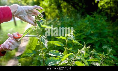 Weibliche kaukasische Hände in weißen Handschuhen ernten, schneiden frische Brennnesselpflanzen im Wald, Nahaufnahme. Stockfoto