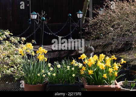 Narcissus Martinette, Minnnow, Jetfire Stockfoto