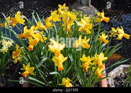 Narcissus cyclamineus „Jet Fire“ Stockfoto