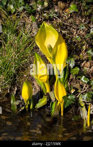 Gruppe junger Lysichiton americanus-Pflanzen, Skunk-Kohl, in der Nähe des Wassers im Frühling Stockfoto