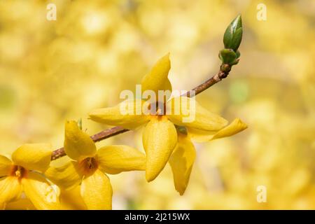 Yellow Forsythia × intermedia 'Karl Sax' blüht aus nächster Nähe Stockfoto