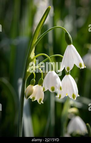 Blühender weißer Leucojum vernum, Frühlingsschneeflocke aus nächster Nähe Stockfoto