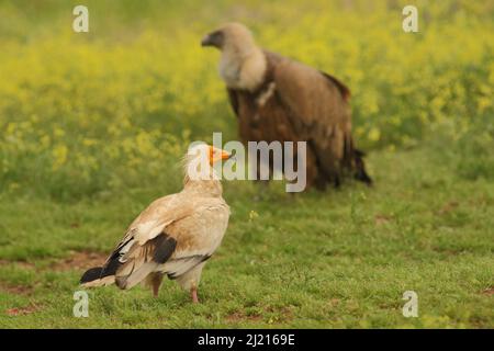 Ägyptischer Geier (Neophron percnopterus) und Griffon-Geier (Gyps fulvus) in Monfragüe, Extremadura, Spanien Stockfoto