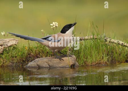 Blaue Elster (Cyanopica cyana) in Monfragüe, Extremadura, Spanien Stockfoto