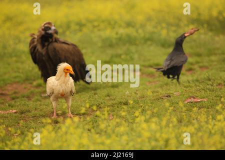 Ägyptischer Geier (Neophron percnopterus), Schwarzer Geier (Aegypius monachus) und gewöhnlicher Rabe (Corvus corax) in Monfragüe, Extremadura, Spanien Stockfoto