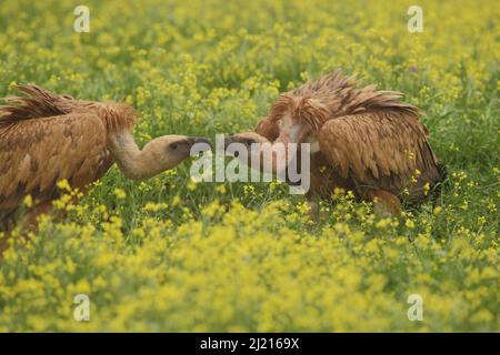 Zwei Gänsegeier (Gyps fulvus) auf einer Blumenwiese in Monfragüe, Extremadura, Spanien Stockfoto