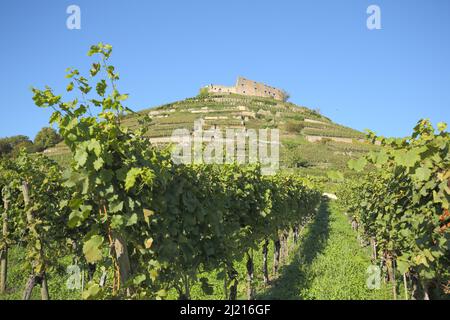 Schloss mit Weinbergen in Staufen im Markgräflerland, Baden-Württemberg, Deutschland Stockfoto