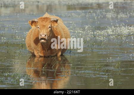 Rinder (Bos primigenius) stehen tief im Wasser in Los Barruecos, Extremadura, Spanien Stockfoto