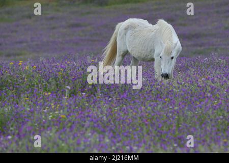 Weißes Pferd in lila Blumenwiese, Extremadura, Spanien Stockfoto