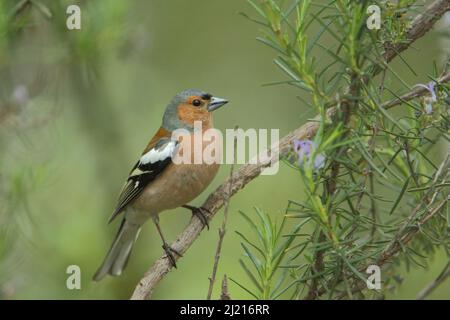 Männlicher Buchfink (Fringilla coelebs) auf Rosmarinbusch in Monfragüe, Extremadura, Spanien Stockfoto