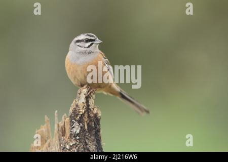 Rock Bunting (Emberiza cia) in der Sierra de Guadalupe, Extremadura, Spanien Stockfoto