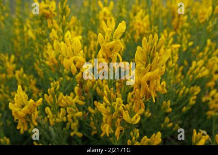 Färberbesen (Genista tinctoria) in Kaiserstuhl, Baden-Württemberg, Deutschland Stockfoto