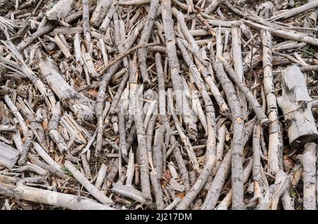 Haufen alter, gebrochener Stöcke und Zweige auf dem Waldboden in der Nähe einer Holzfällerstelle Stockfoto