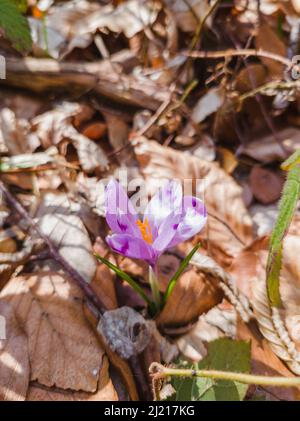 Wilder purpurner Krokus, der in seiner natürlichen Umgebung blüht. Crocus heuffelianus. Safran blüht. Frühlingswaldblume Stockfoto