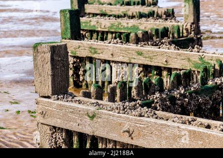 Barnacle verkrustete und verwitterte alte hölzerne Groyne am Strand bei Ebbe am Ufer in Heacham, West Norfolk, England Stockfoto