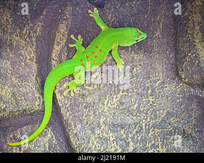 Der smaragdgrüne geko ist ein schönes laues Raubtier. Sie jagt Insekten. Es wird auch in Terrarien gehalten, die ein tropisches Klima haben müssen. Stockfoto