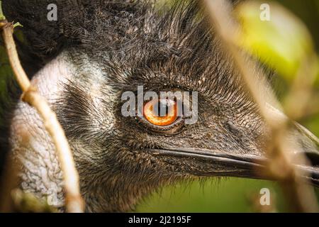 Nandu im Porträt. Nahaufnahme des Vogels aus dem Kopf. Das orange gelbe Auge sticht hervor. Tierschuss Stockfoto