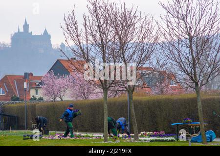 Wernigerode, Deutschland. 29. März 2022. Ein Arbeiter demontiert den