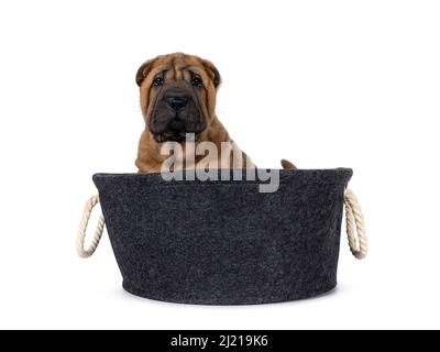 Entzückender Shar-pei Hundepappe, der in einem grauen Filzkorb sitzt. Blick weg von der Kamera mit niedlichen droopy Augen. Isoliert auf einem weißen Hintergrund. Stockfoto