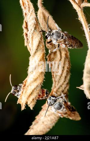 Nahaufnahme von Honigbienen, APIs florea, schlafend auf Blättern, Satara, Maharashtra, Indien Stockfoto