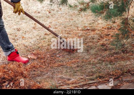 Beschnittene Farmarbeiter sammeln alte Nadelkiefer mit Pitchfork im Garten. Hinzufügen von Holzspänen, zerkleinert Bürste auf Bereich. Stockfoto